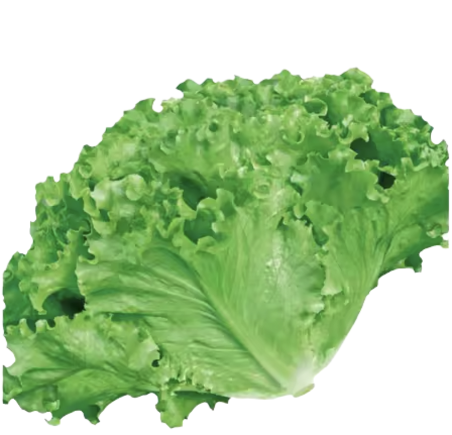 Guangdong Lettuce kg | 广东生菜 kg