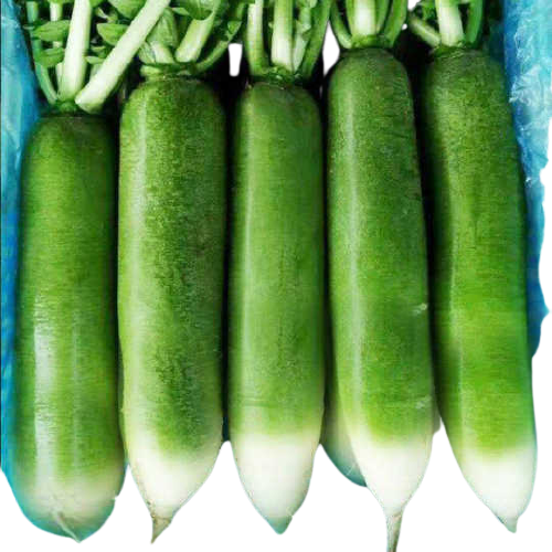 Fresh Green Radish 1kg | 新鲜 青萝卜 1kg