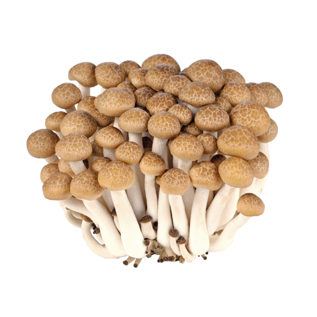 Tuore Ruskea Shimeji Sieni 150g