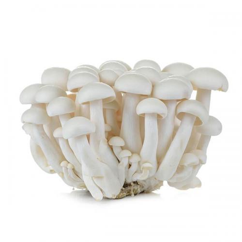 Tuore Valkoinen Shimeji Sieni 150g