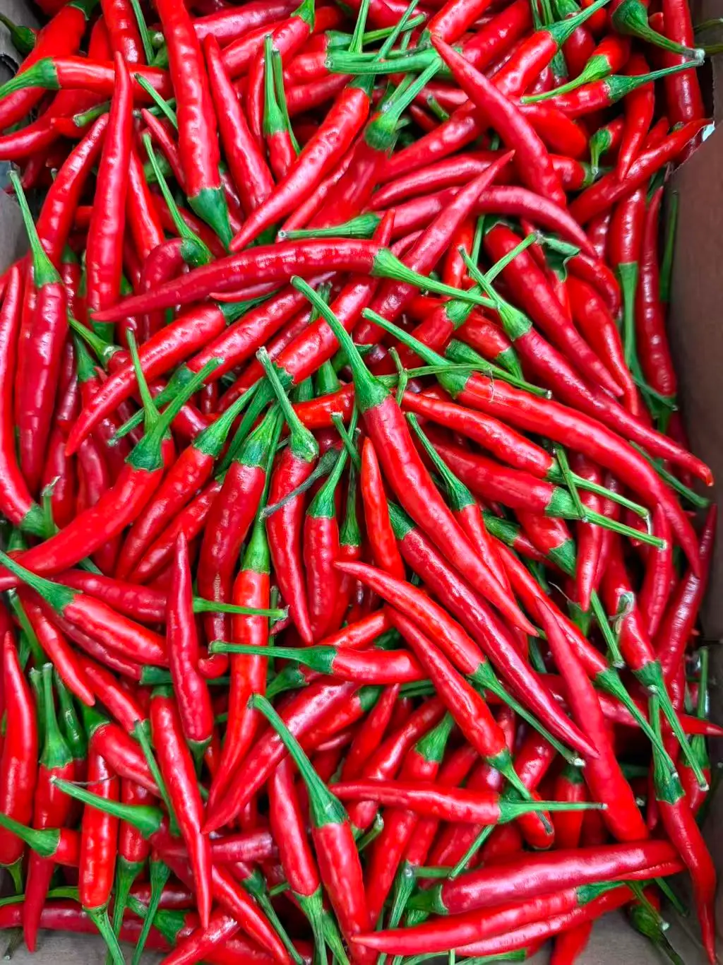 新鲜 红色小米辣 1kg | Fresh Red Chili Rawit 1kg