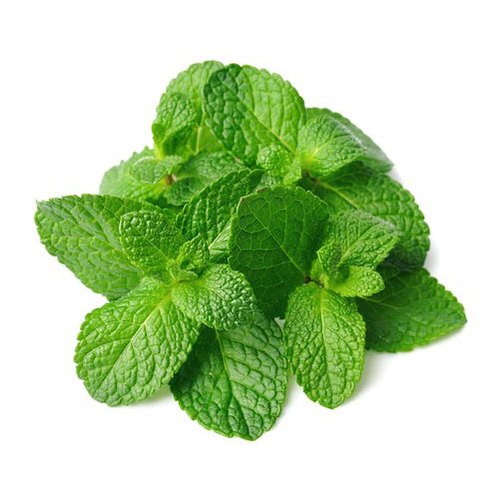 Fresh Mint 1kpl | 新鲜 薄荷叶 1把