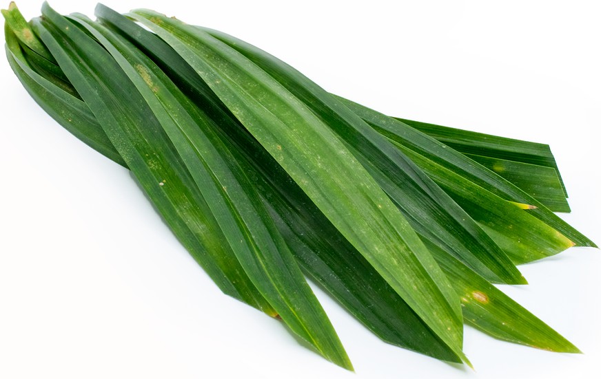 Tuore Thaimaasta Pandanin Lehti 100g/PKT