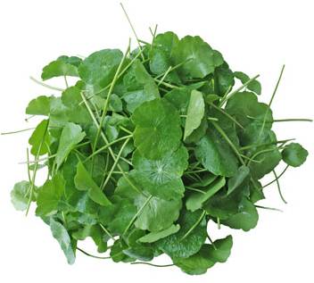Fresh Thailand Pennywort Leaf 100g/PKT | 新鲜 泰国 雷公根 100g/包