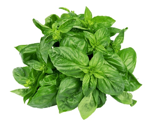 Fresh Thailand Holy Basil 100g/PKT | 新鲜 泰国 圣罗勒 100g/包