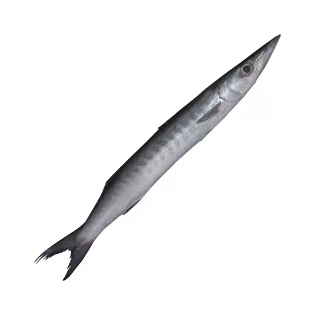 Barracuda W/R 600/1000g IWP /kg Gross Weight by Weight | 冰冻 梭子鱼 /kg 含冰 毛重 称重