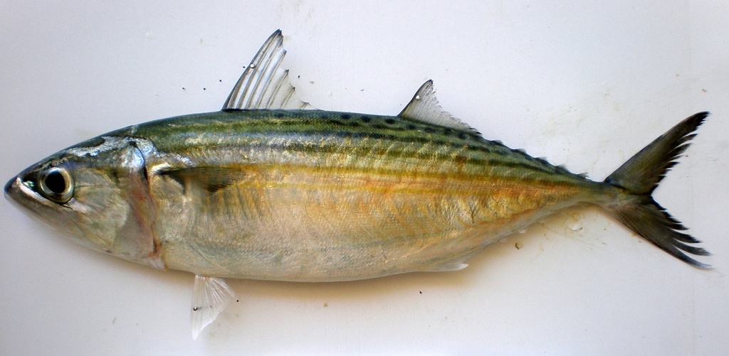 Intialainen makrilli 2/4 pcs 1kg | Star Pride 印度鲭鱼 2/4 pcs 1kg