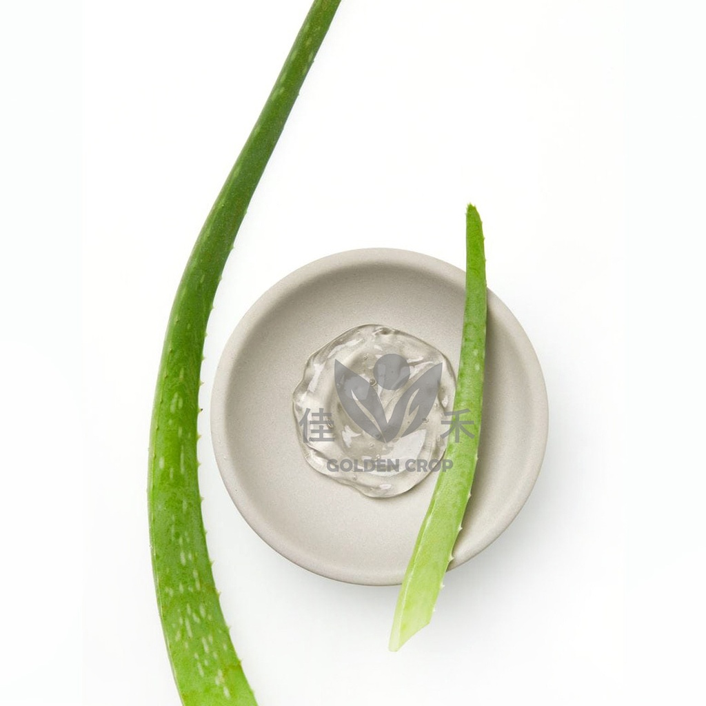 Fresh Aloe Vera 1kg | 新鲜 芦荟 1kg