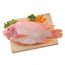 Red Tilapia G&S Gross Weight 750g+ /kg Gross Weight | 红色罗非鱼 750g+ /kg 含冰 毛重 称重