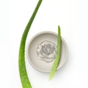 Fresh Aloe Vera 1kg | 新鲜 芦荟 1kg
