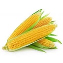 Fresh Finland Sweet Corn 1kg | 新鲜 芬兰 甜玉米 1kg